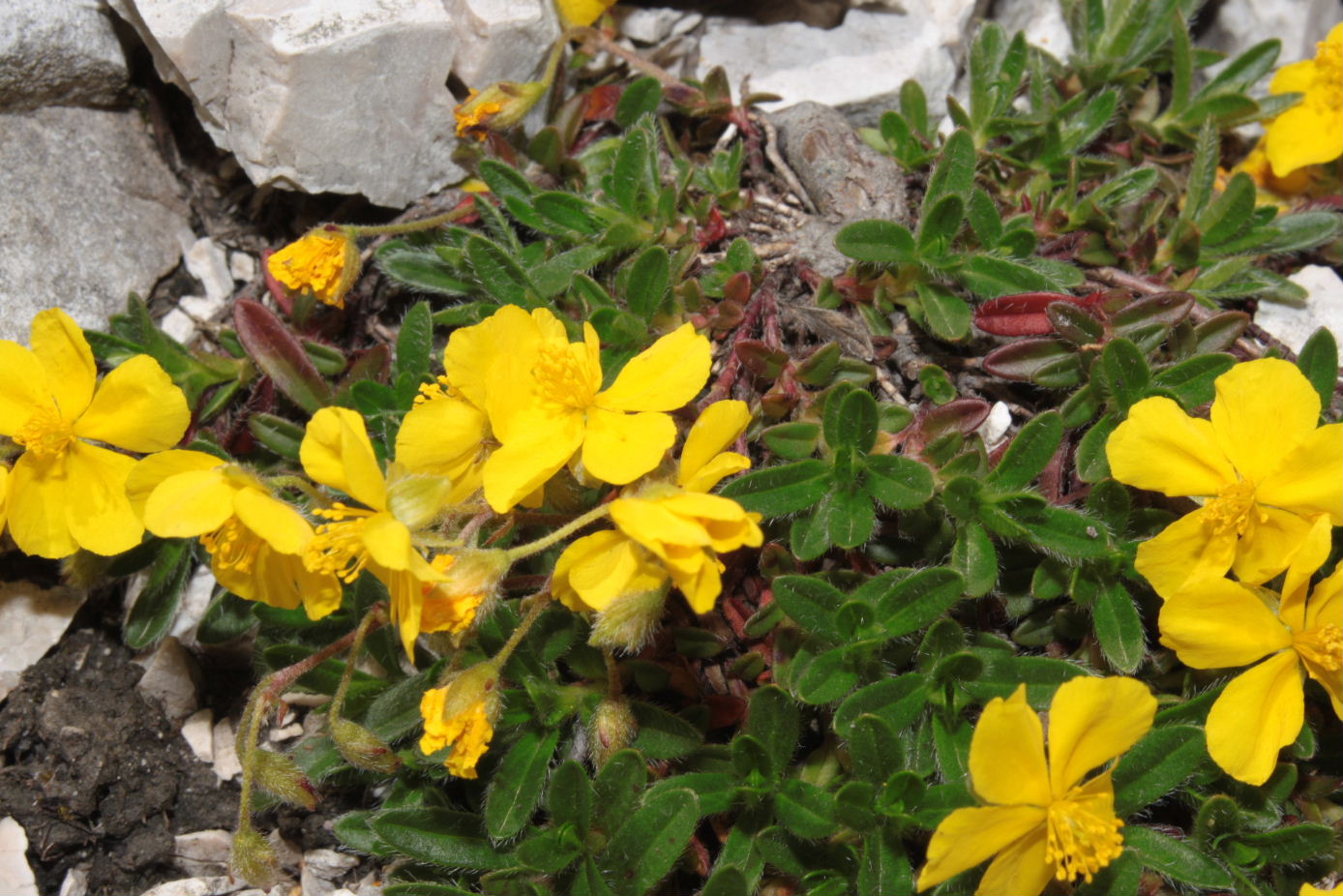 Helianthemum da determinare